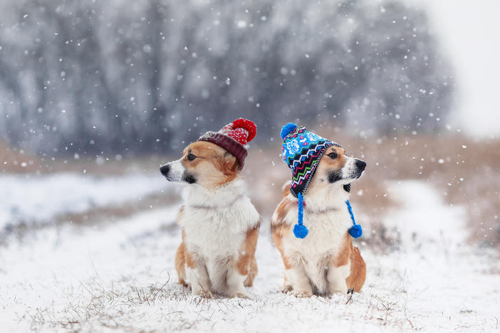 Two dogs with hats in a snowy field